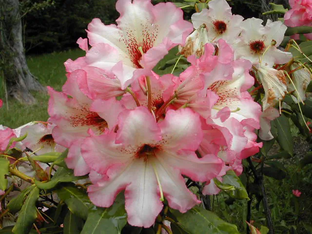 Photo of R. 'Lem's 121', Rhododendron Hybrid