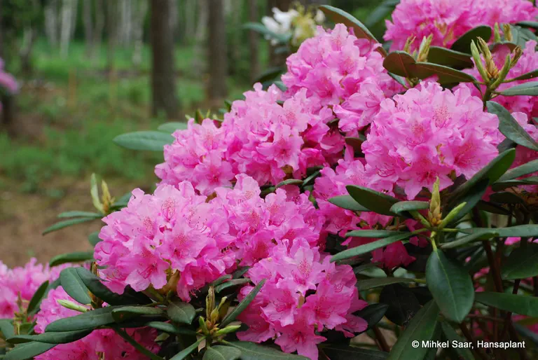 Photo of R. 'Haaga', Rhododendron Hybrid
