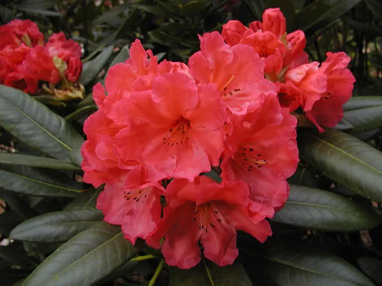 Photo of R. 'Lem's Tangerine', Rhododendron Hybrid