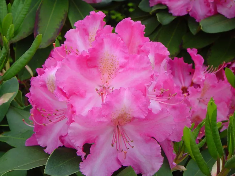 Photo of R. 'Hachmann's Anastasia', Rhododendron Hybrid