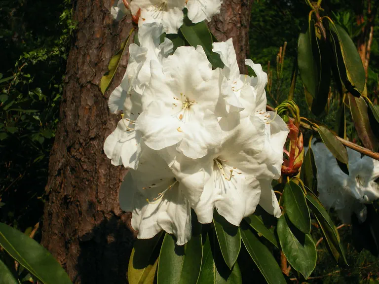 Photo of R. 'Leonardslee Giles', Rhododendron Hybrid