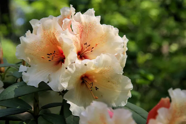 Photo of R. 'Leverett Richards', Rhododendron Hybrid
