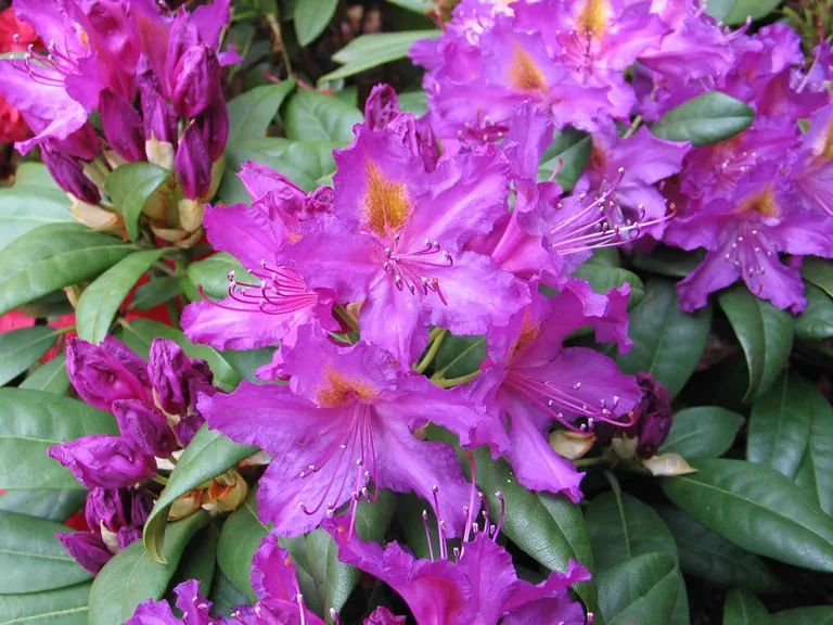 Photo of R. 'Libretto', Rhododendron Hybrid