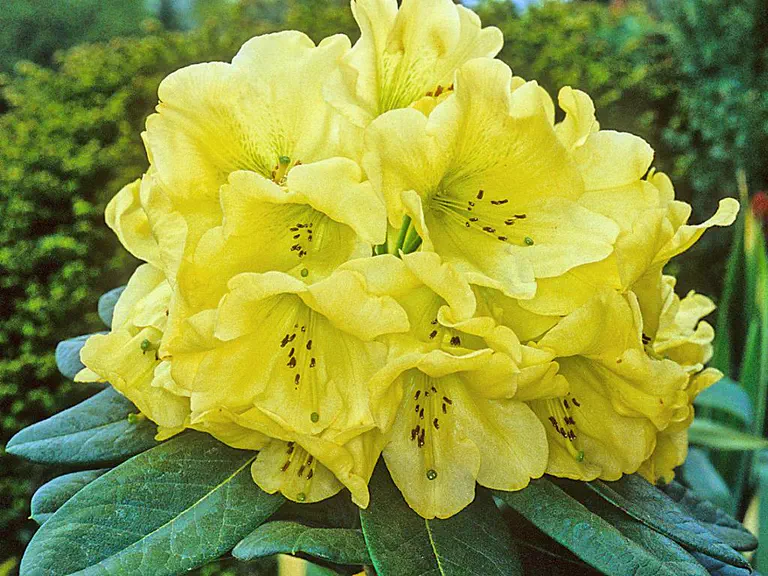 Photo of R. 'Lila Pedigo', Rhododendron Hybrid