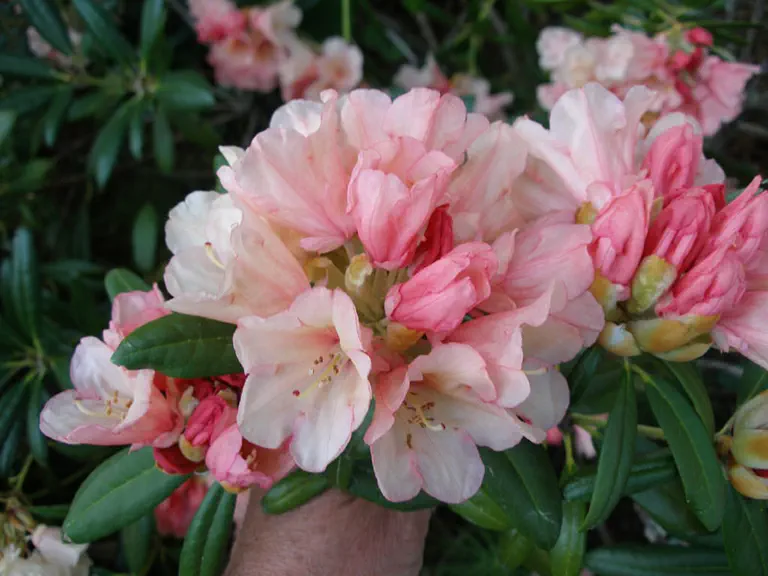 Photo of R. 'Lillian Peste', Rhododendron Hybrid