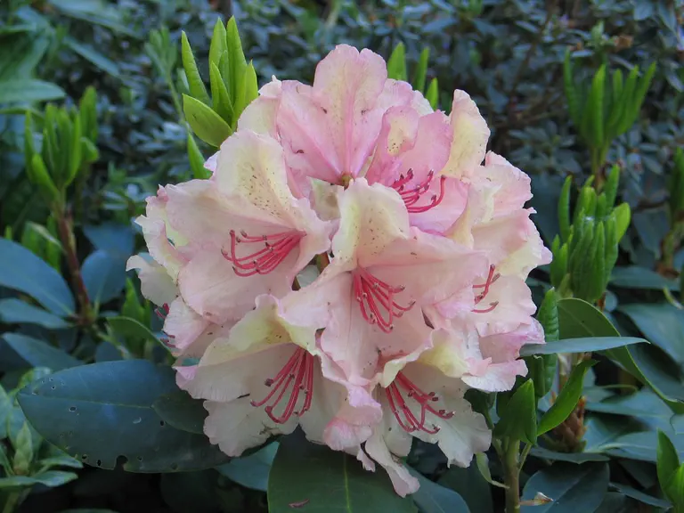 Photo of R. 'Hachmann's Brasilia', Rhododendron Hybrid