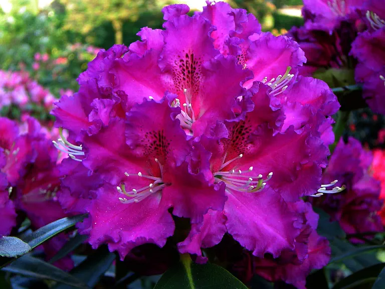 Photo of R. 'Lilofee', Rhododendron Hybrid