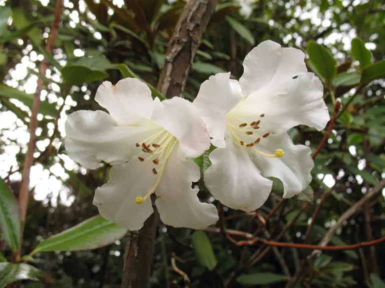 Photo of R. 'Lincill', Rhododendron Hybrid
