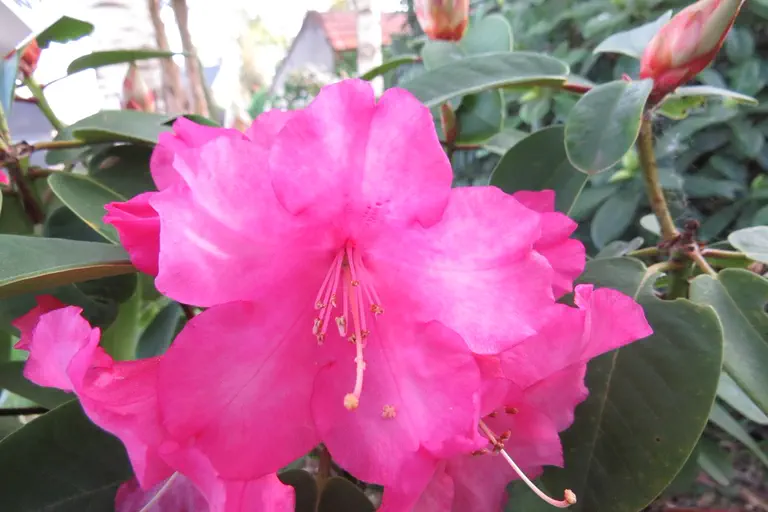 Photo of R. 'Linda', Rhododendron Hybrid