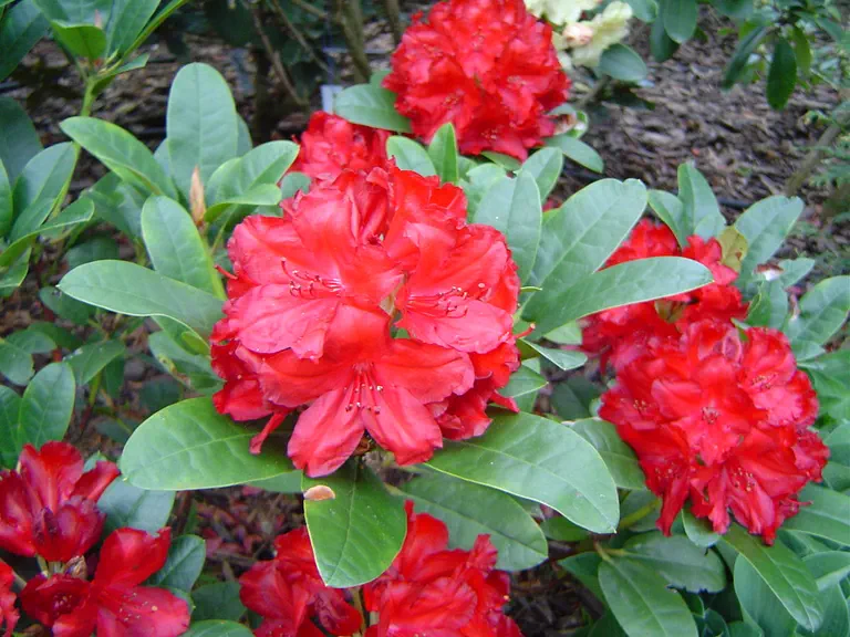Photo of R. 'Lisetta', Rhododendron Hybrid