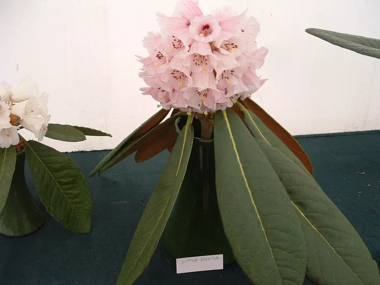 Photo of R. 'Little Jessica', Rhododendron Hybrid