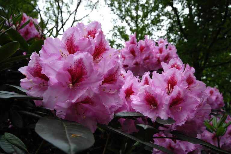 Photo of R. 'Hachmann's Diadem', Rhododendron Hybrid