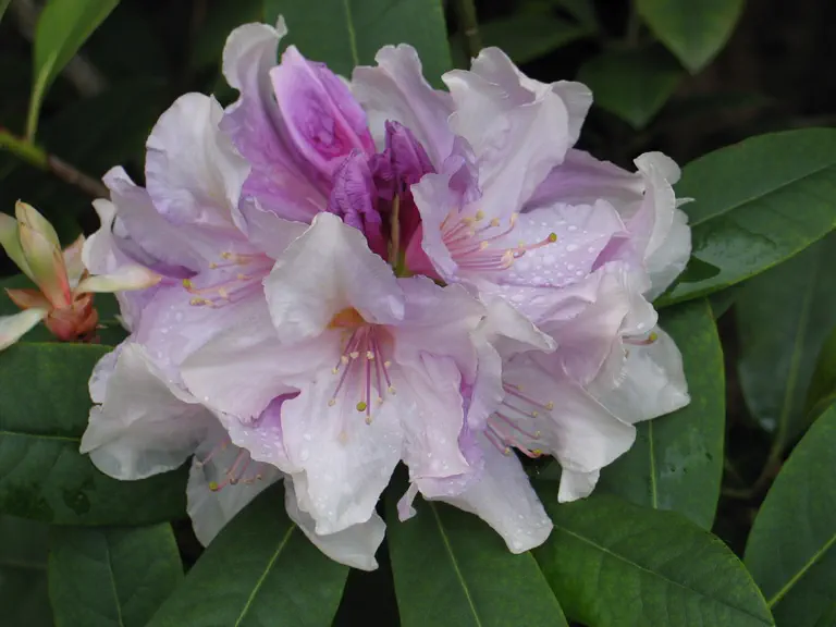 Photo of R. 'Hachmann's Eskimo', Rhododendron Hybrid
