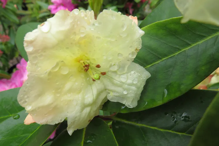 Photo of R. 'Loch o' the Lowes', Rhododendron Hybrid
