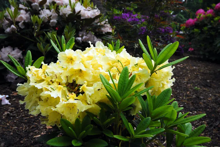 Photo of R. 'Loch Tay', Rhododendron Hybrid