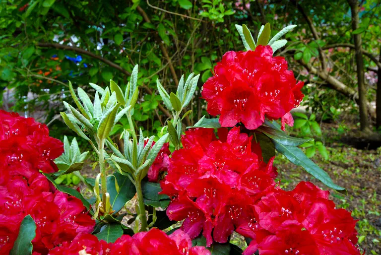 Photo of R. 'Feuerschein', Rhododendron Hybrid