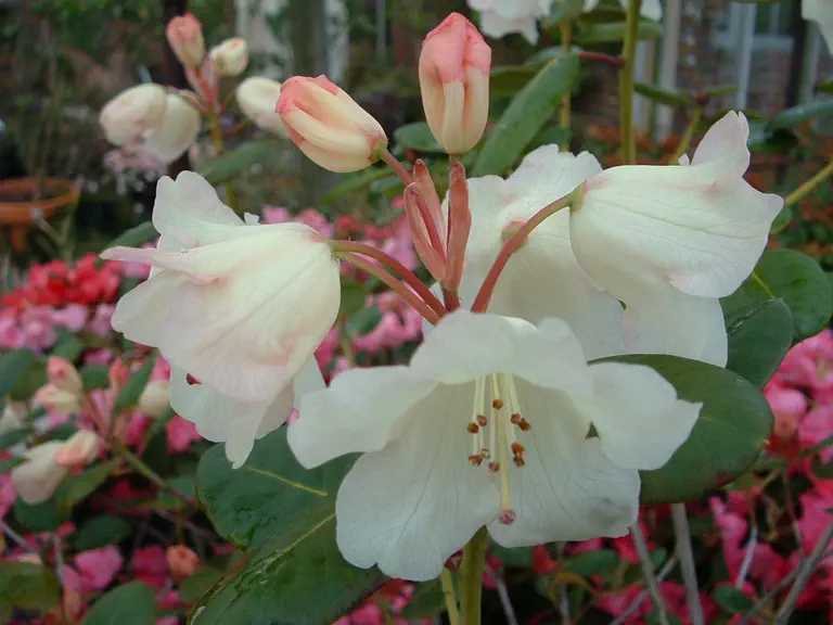 Photo of R. 'Cowslip', Rhododendron Hybrid
