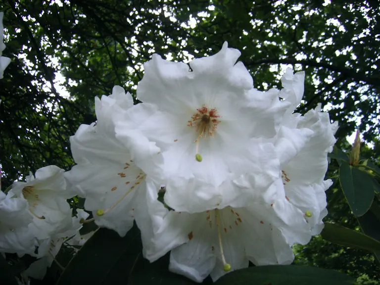 Photo of R. 'Lodauric Iceberg', Rhododendron Hybrid