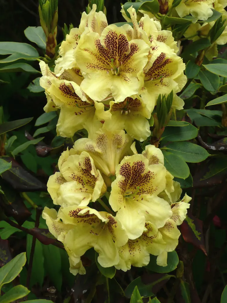 Photo of R. 'Hachmann's Goldsprenkel', Rhododendron Hybrid