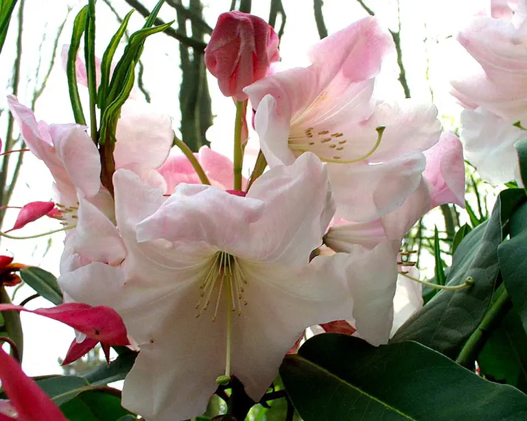 Photo of R. 'Loderi Group', Rhododendron Cultivar group