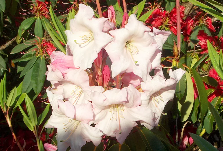 Photo of R. 'Loderi Game Chick', Rhododendron Hybrid