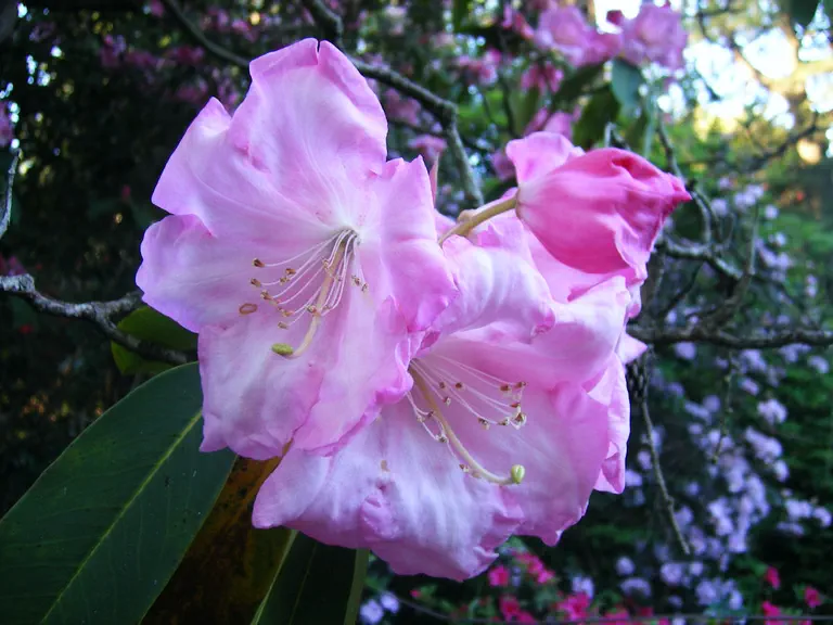 Photo of R. 'Loderi Georgette', Rhododendron Hybrid