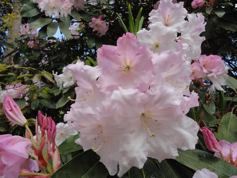 Photo of R. 'Loderi Helen', Rhododendron Hybrid