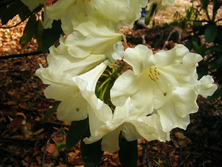 Photo of R. 'Loderi Julie', Rhododendron Hybrid