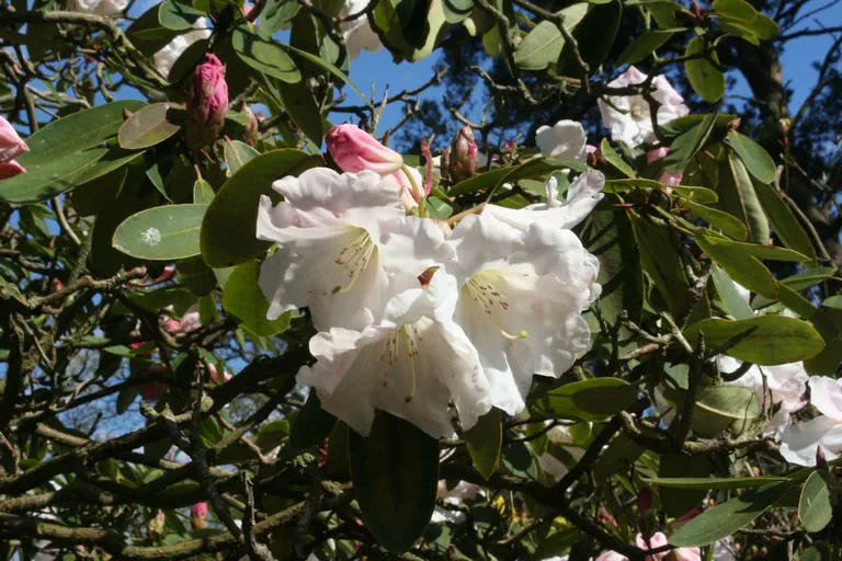 Photo of R. 'Loderi Patience', Rhododendron Hybrid