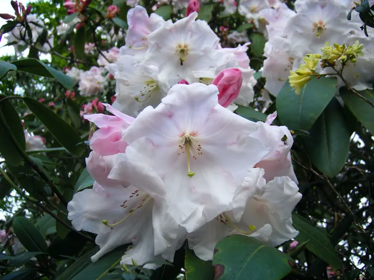 Photo of R. 'Loderi Pink Coral', Rhododendron Hybrid