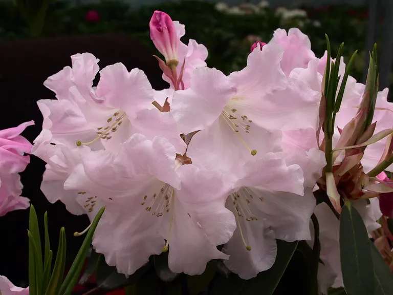 Photo of R. 'Loderi Pink Diamond', Rhododendron Hybrid