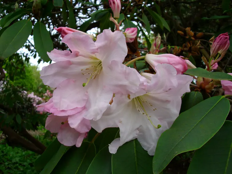 Photo of R. 'Loderi Pink Topaz', Rhododendron Hybrid