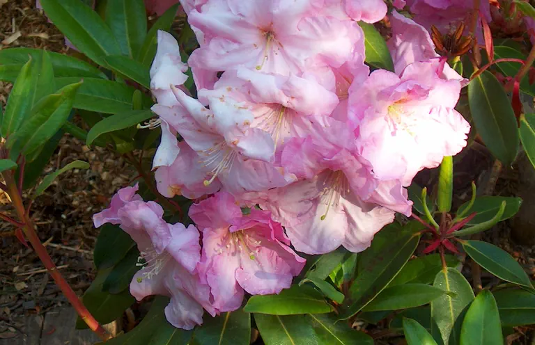 Photo of R. 'Loderi Pretty Polly', Rhododendron Hybrid