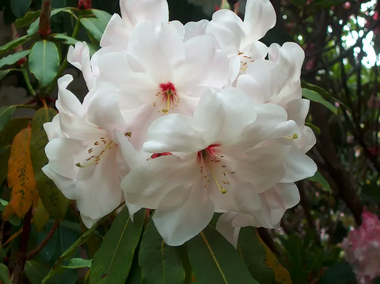 Photo of R. 'Loderi White Diamond', Rhododendron Hybrid