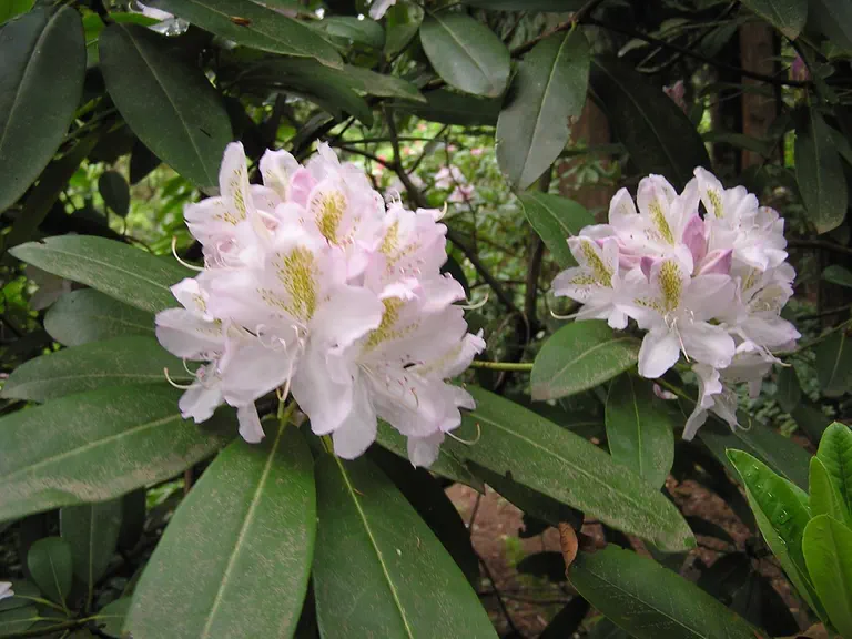 Photo of R. 'Lodestar', Rhododendron Hybrid