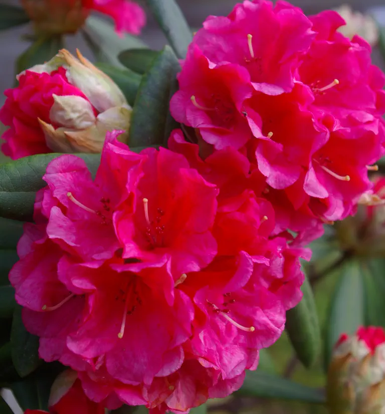 Photo of R. 'Looking Glass', Rhododendron Hybrid