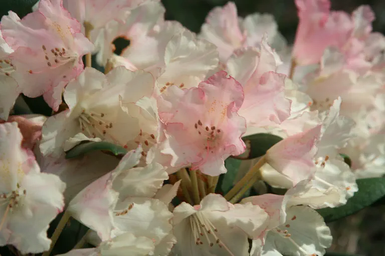 Photo of R. 'Bruns Loreley', Rhododendron Hybrid