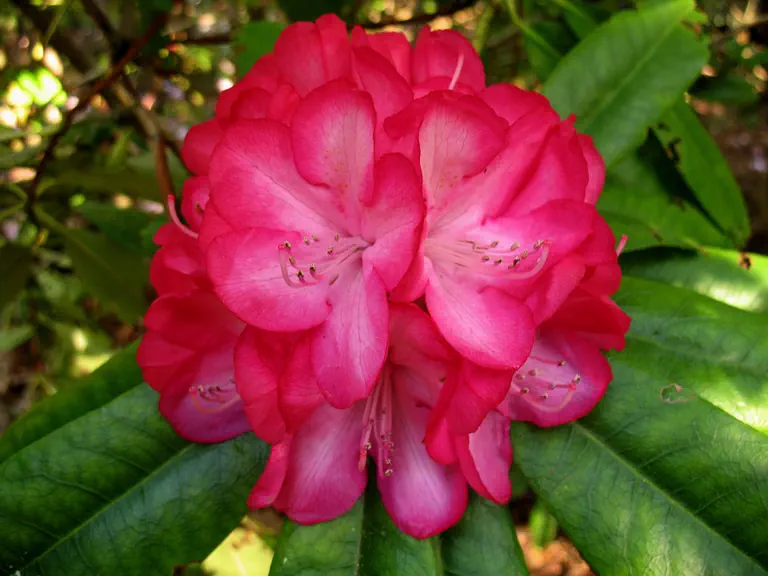 Photo of R. 'Louis Pasteur', Rhododendron Hybrid