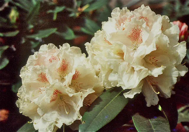 Photo of R. 'Love Poem', Rhododendron Hybrid