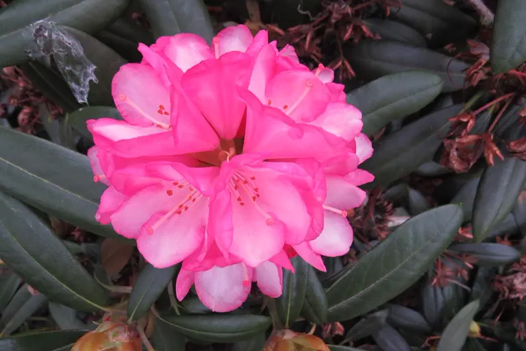 Photo of R. 'Love Song', Rhododendron Hybrid
