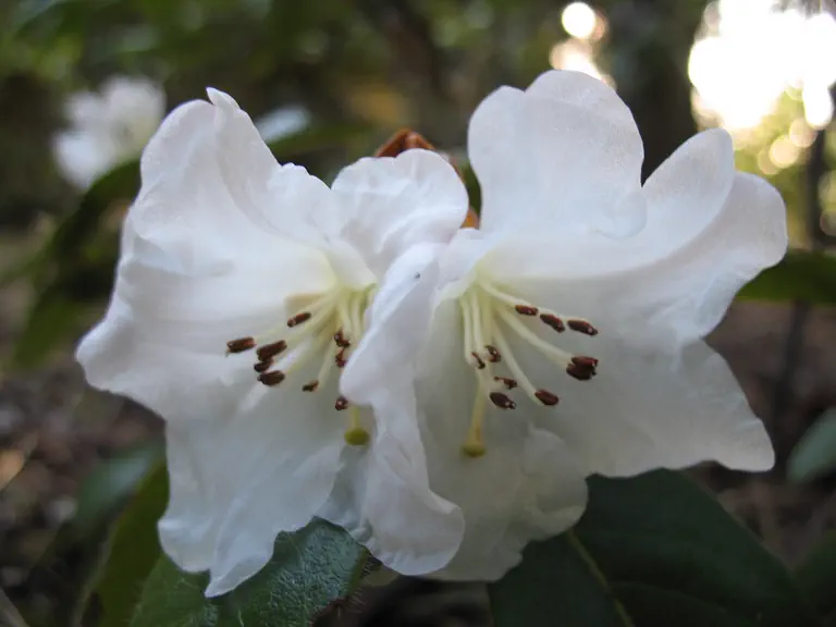 Photo of R. 'Lucy Lou', Rhododendron Hybrid