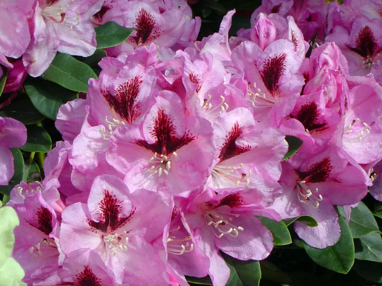Photo of R. 'Lugano', Rhododendron Hybrid