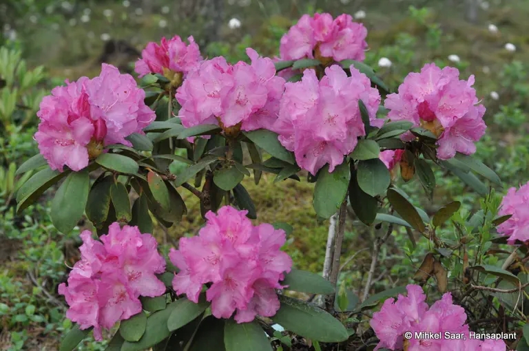 Photo of R. 'Lumina', Rhododendron Hybrid