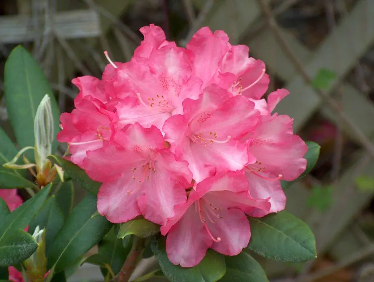 Photo of R. 'Hachmann's Marlis', Rhododendron Hybrid