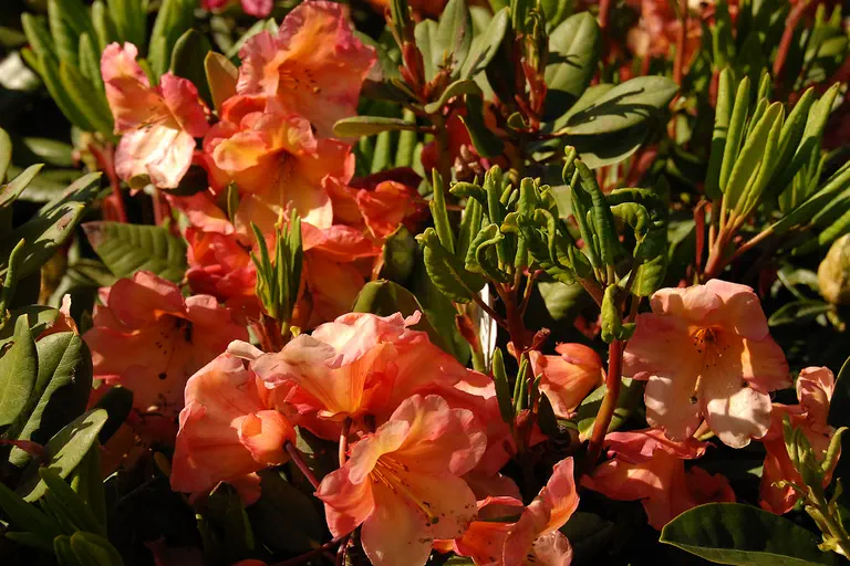 Photo of R. 'Macarena', Rhododendron Hybrid