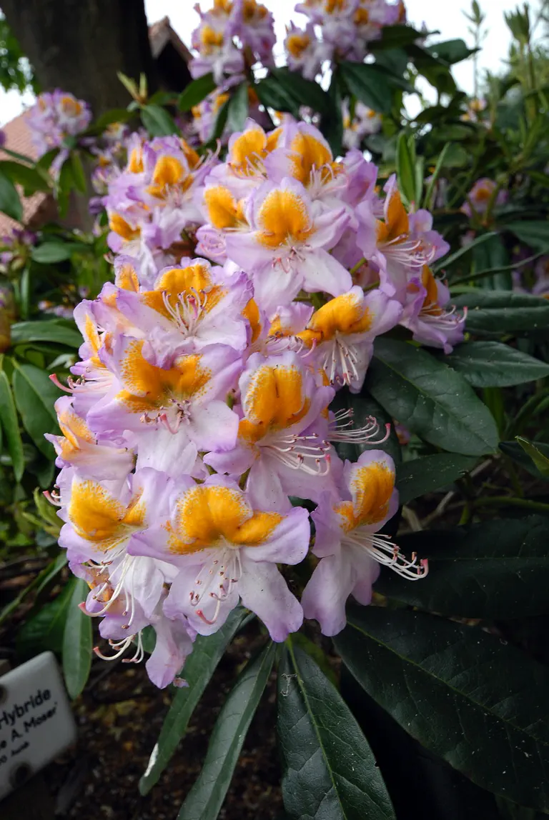 Photo of R. 'Madame Albert Moser', Rhododendron Hybrid