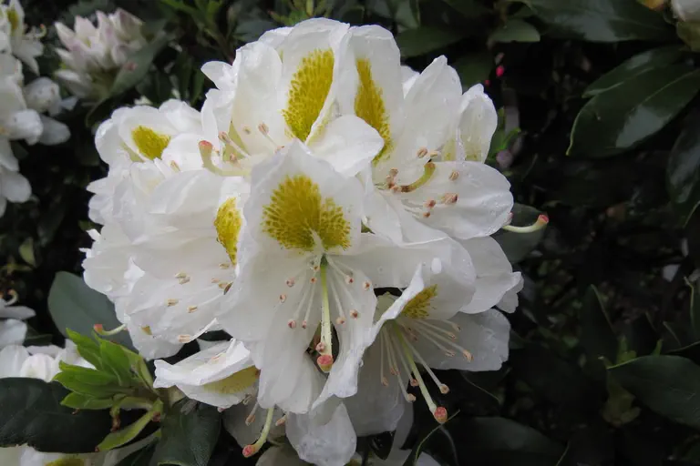 Photo of R. 'Madame Carvalho', Rhododendron Hybrid