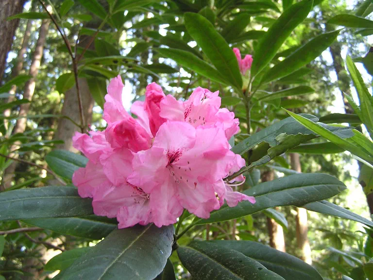 Photo of R. 'Madame Fr. J. Chauvin', Rhododendron Hybrid
