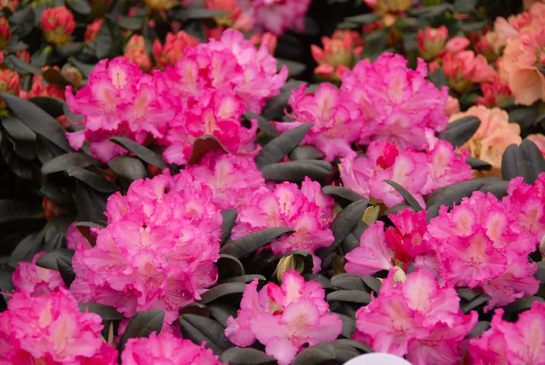Photo of R. 'Hachmann's Mazurka', Rhododendron Hybrid