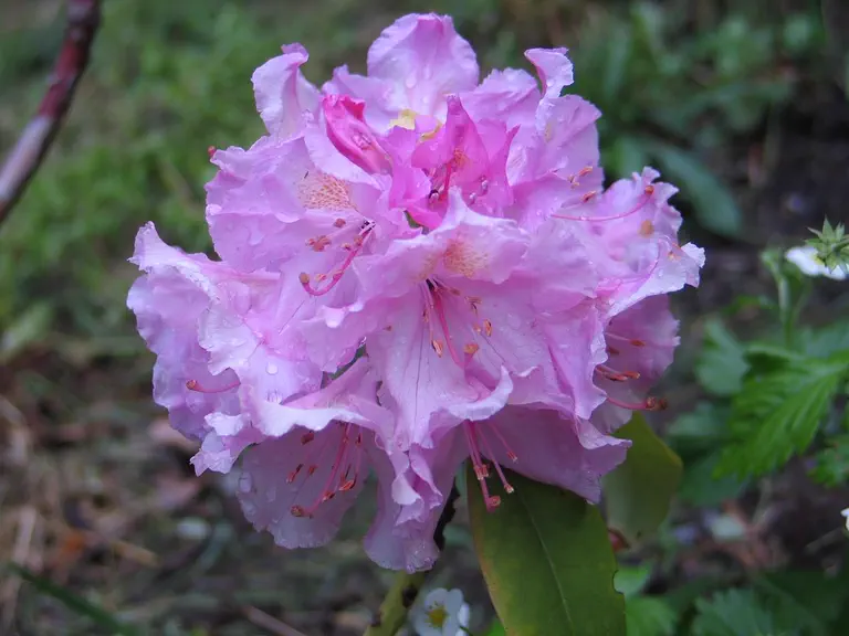 Photo of R. 'Madame Ida Rubenstein', Rhododendron Hybrid